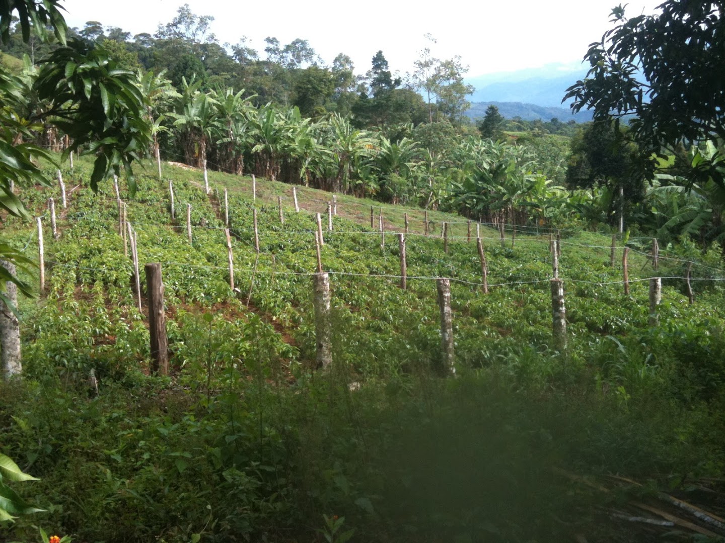 شاهقة مزرعة أشجار الفاكهة كوستاريكا